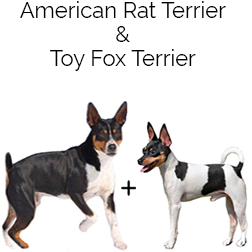 Foxy Rat Terrier Dog